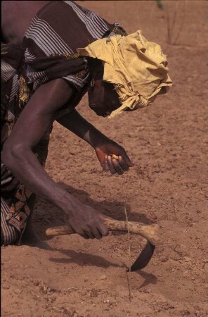 Gambia. Erdnussernte in Kerewan