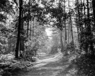 Coswig/Anhalt : Weg zur Walkmühle