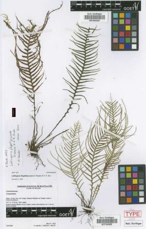 Lellingeria flagellipinnata M.Kessler & A.R.Sm. [paratype]