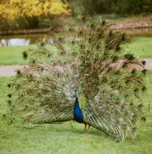 Pfau im Wörlitzer Park