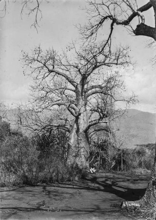 Baobab : Baobab an der Straße zur Station Kisuani der Deutsch-Ostafrikanischen Gesellschaft (DOAG). Unter einem der Bäume sitzt ein Kind