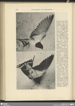 Fliegende Rauchschwalben