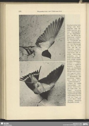 Fliegende Rauchschwalben