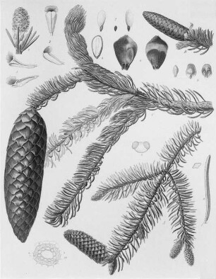 Fichte (Rottanne) (Picea excelsa), farbig : Geographie | Wirtschaftsgeographie | Gerb-, Flecht- und Papierstoffe liefernde Pflanzen | Holzliefernde Pflanzen; Futterpflanzen