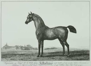 Allahor (Pferd) : Pferd, Radierung, 1821