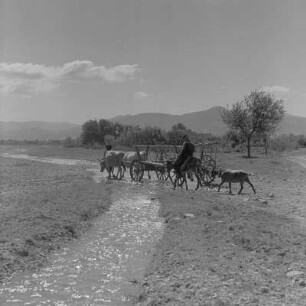 Landleben Im Rosental in Zentral-Bulgarien. Ehepaar unterwegs mit Ochsengespann und Esel zur Feldarbeit