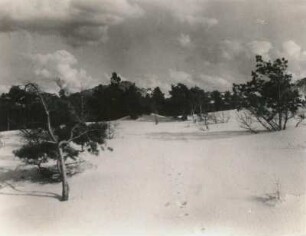 Ostseeküste (Hinterpommern, bei Ossecken, Kreis Lauenburg). Kiefernwaldung wird von Wanderdüne übersandet