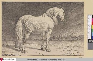 [Das Friesische Pferd; The Frisian Horse]