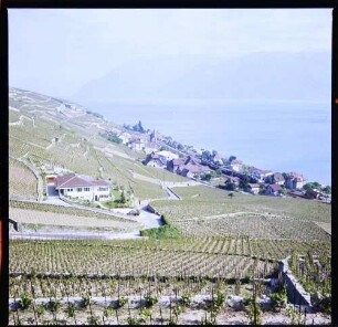 Grandvaux: Terrassen am Genfer See