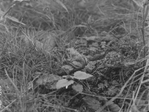 Knoblauchkröte : Knoblauchkröte (Pelobates fuscus Laurenti).