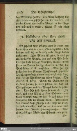 71. Helleborus albus flore viridi. Die Christwurzel