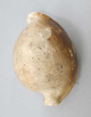 Schneckengehäuse (ovula ovum)