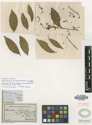 Heteropterys anoptera A.Juss. subvar. Nied. lancifolia