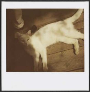 Katze in Puy-Saint-Martin