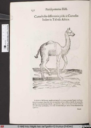 Cameli alia differentia picta à Cornelio Iudaeo in Tabula Africae.