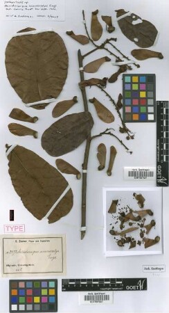 Acridocarpus macrocalyx Engl. [Isosyntype]