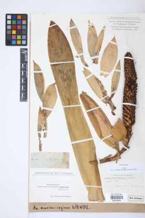 Aechmea mariae-reginae H.Wendl.[holotype]