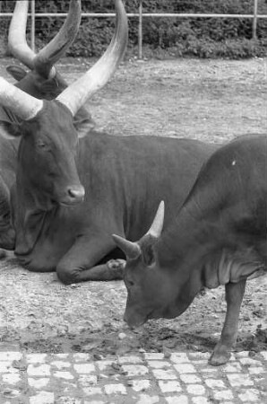 Watussi-Rinder im Karlsruher Zoo