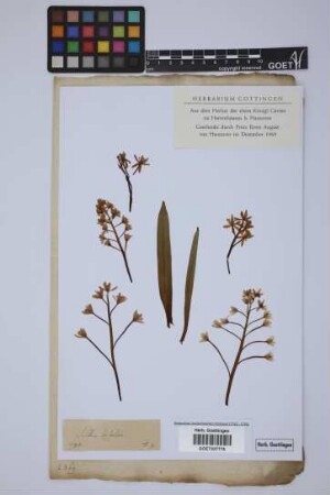 Scilla bifolia L.