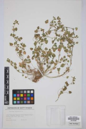 Medicago polymorpha L.