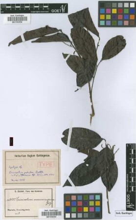 Eriocoelum macrocarpum Gilg ex Radlk.