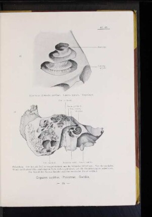 47. Knöcherne Schnecke geöffnet. Lamina spiralis. Vergrößert.