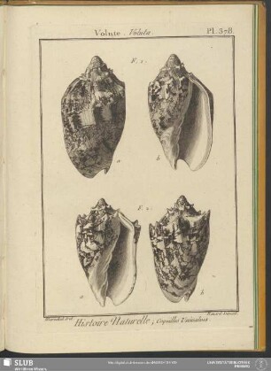 Pl. 378. Volute. Voluta