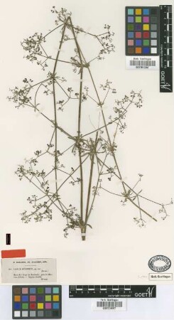 Galium adhaerens Boiss. [type]