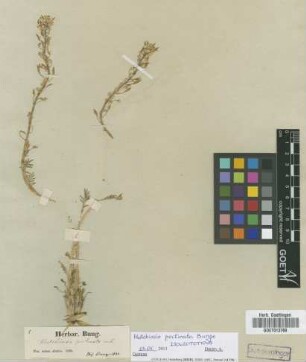 Hutchinsia pectinata Bunge [isolectotype]