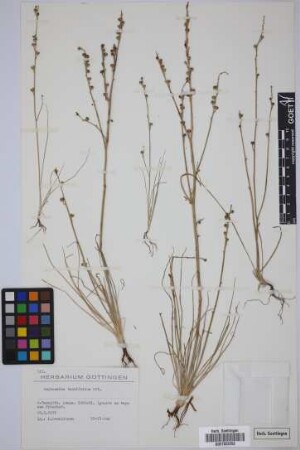 Asphodelus tenuifolius Cav.