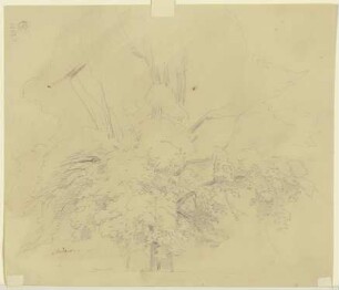 Baum