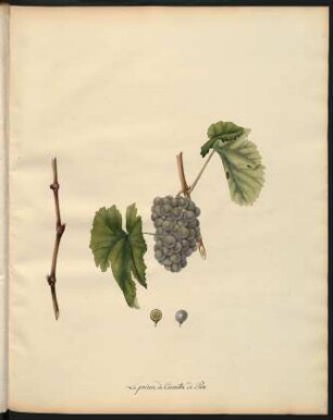 134. Le Precoce de Corinthe de Perse