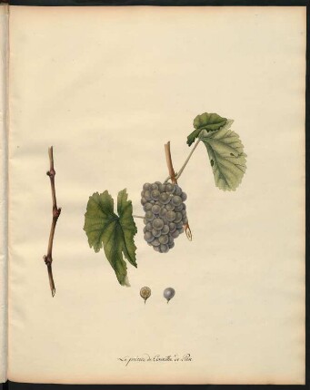 134. Le Precoce de Corinthe de Perse