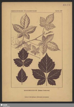 Brombeere (Rubus fruticosus)