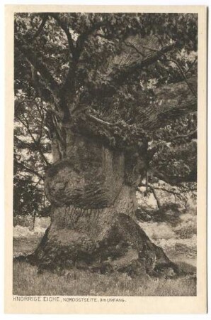 Reinhardswald