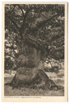 Reinhardswald
