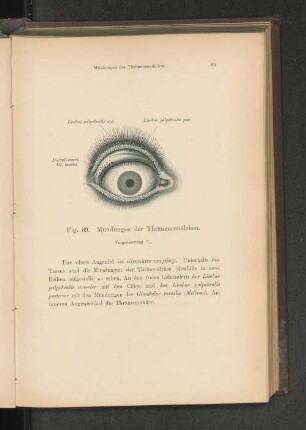 Fig. 89. Mündungen der Thränencanälchen.