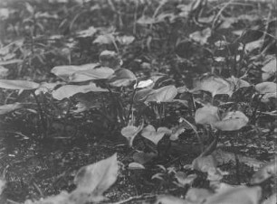 Drachenwurz : Drachenwurz (Calla palustris Linnaeus).