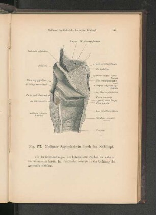 Fig. 177. Medianer Sagittalschnitt durch den Kehlkopf.