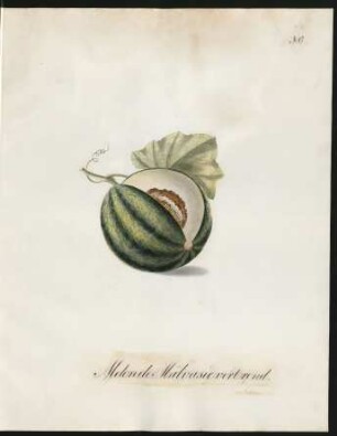 Melon de Malvasie vert-rond