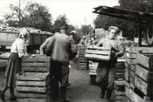 Gemüsehandel in Burg-Kauper : Land- und Viehwirtschaft - Gemüsehandel (Gärtnerei). Ort: Kuparske Bórkowy / Burg-Kauper. Gemüseannahmestelle
