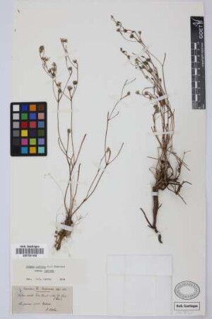 Tolpis crinita Lowe
