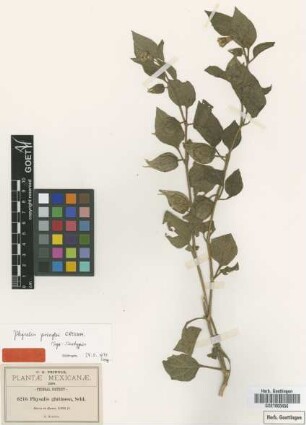 Physalis glutinosa Schltdl.
