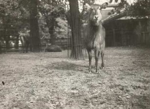 Säugetiere fremder Länder: Wasserbock (Cobus defassa). Weibchen. Hamburg: Zoologischer Garten