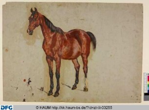 Stehendes Pferd von vorn