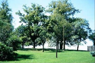 die alte Dingstätte auf dem Sperlingsberg, eine der vier Gerichtsstätten der Thüringer Landgrafen; der ehemalige Rundwall ist mit Linden bepflanzt