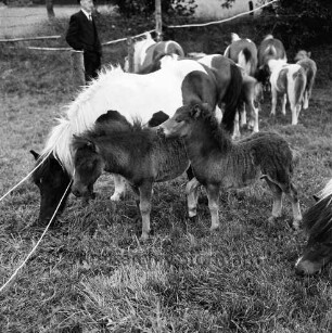 Sportveranstaltung: Pferdeleistungsschau: Reit- und Fahrverein Trittau und Umgebung von 1922 e.V.: Ponys und Fohlen des Ponygestüts Auberghof auf eingezäunter Weidefläche: im Hintergrund Mann