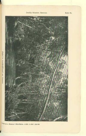 Flußtal im tropischen Urwald von Kamerun