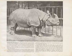 Indisches Nashorn
