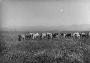 Rinderherde : Eine Herde Rinder beim Grasen. Im Hintergrund erheben sich einige Berge